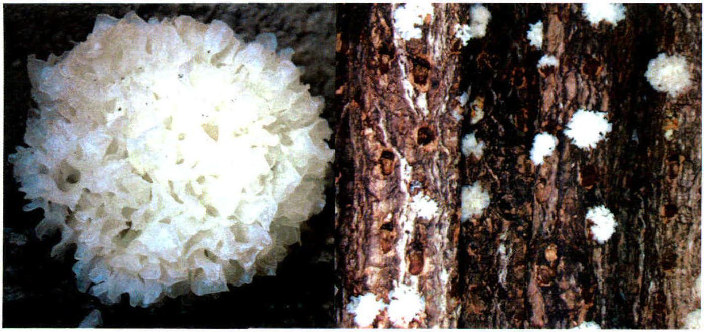 Tremella fuciformis Berk.